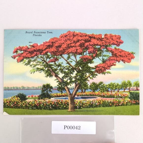 Vintage 1949 Linen Postcard Royal Poinciana Tree Florida Tropical Daytona - Picture 1 of 2